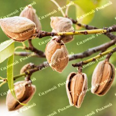 Саджанці мигдалю «Форос» - 1-річний