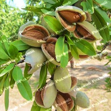 Саджанці мигдалю «Мілас» - 1-річний