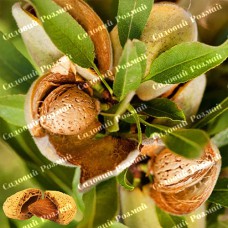 Саджанці мигдалю «Нікітський 2240» - 1-річний