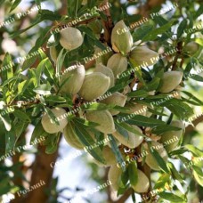 Саджанці мигдалю «Туоно» - 1-річний