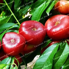 Саджанці нектарину «Донат» - 1-річний