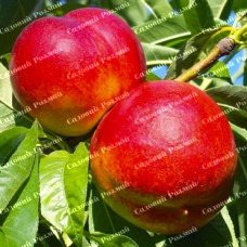 Саджанці нектарину «Фентезі» - 1-річний