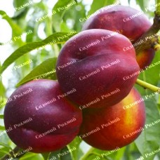 Саджанці нектарину «Харко» - 1-річний