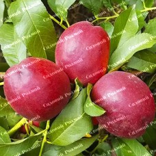 Саджанці нектарину «Хоней Хейвен» - 1-річний