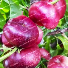 Саджанці нектарину «Концеттіна» - 1-річний