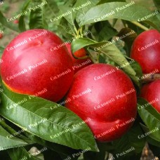 Саджанці нектарину «Світ Леді» - 1-річний