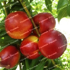 Саджанці нектарину «Ванг-3» - 1-річний