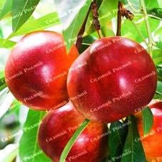 Саджанці нектарину «Ванг-8» - 1-річний