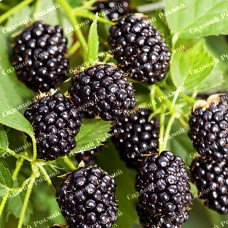 Саджанці ожини «Кіова» - 1-річний