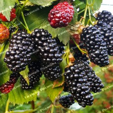 Саджанці ожини «Натчез» - 1-річний