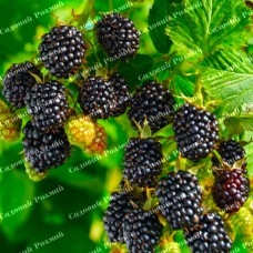 Саджанці ожини «Небо може зачекати» - 1-річний