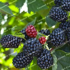 Саджанці ожини «Рубен» - 1-річний