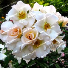 Саджанці паркових троянд «Саллі Холмс»