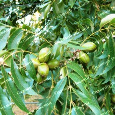 Саджанці пекана «Barton» (Бартон) - 1-річний