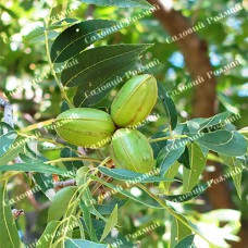 Саджанці пекана «Boston» (Бостон) - 1-річний