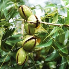 Саджанці пекана «Caddo» (Кадо) - 1-річний