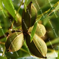 Саджанці пекана «Cape Fear» (Кейп Фір) - 1-річний