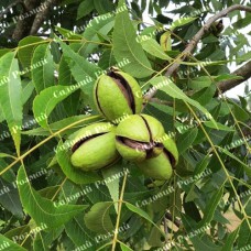 Саджанці пекана «Indiana» (Індіана) - 1-річний