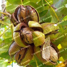 Саджанці пекана «Kanza» (Канза) - 1-річний