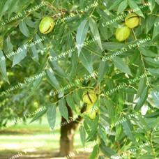 Саджанці пекана «Kiowa» (Кайова) - 1-річний