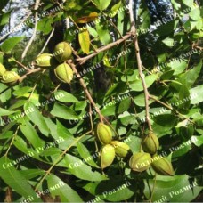 Саджанці пекана «Melrose» (Мелроуз) - 1-річний