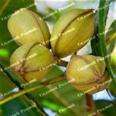 Саджанці пекана «Mohawk» (Мохав) - 1-річний