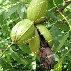 Саджанці пекана «Shawnee» (Чавні) - 1-річний