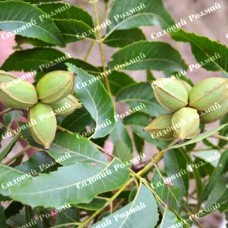 Саджанці пекана «Weihita» (Вішита) - 1-річний