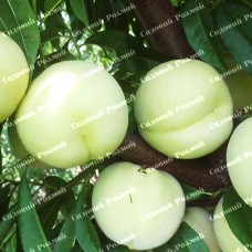 Саджанці персика «Айс Піч» - 1-річний