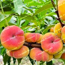 Саджанці персика «Бельмондо» - 1-річний