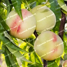 Саджанці персика «Білий Лебідь» - 1-річний