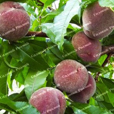 Саджанці персика «Блек Бой» - 1-річний