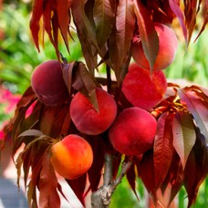 Саджанці персика «Бургунді»