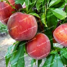 Саджанці персика «Діамант Принцеси» - 1-річний