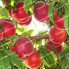 Саджанці персика «Екстрім 6» - 1-річний