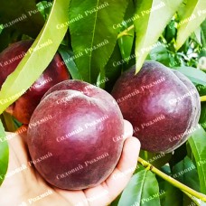 Саджанці персика «Ерітрокарпа» - 1-річний