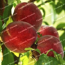 Саджанці персика «Фаворит Мореттіні» - 1-річний