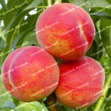 Саджанці персика «Фламінго» - 1-річний