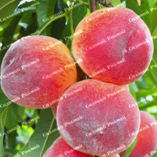 Саджанці персика «Флемінг Ф'юрі PF 24 007» - 1-річний