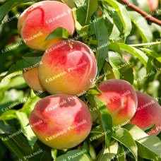 Саджанці персика «Грінсбор» - 1-річний