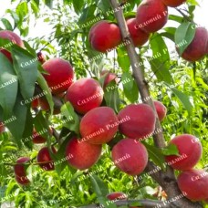 Саджанці персика «Інка» - 1-річний