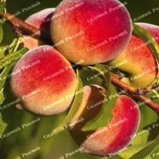 Саджанці персика «Кардинал» - 1-річний