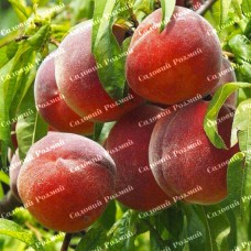 Саджанці персика «Лаурол» - 1-річний