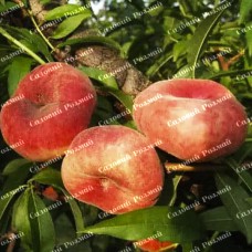 Саджанці персика «Микитський» - 1-річний