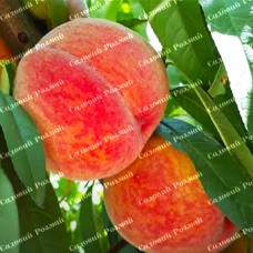 Саджанці персика «Посол Миру» - 1-річний