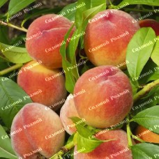 Саджанці персика «Ред-Хевен» - 1-річний