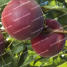 Саджанці персика «Ред Робін» - 1-річний