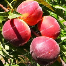 Саджанці персика «Річ Мей» - 1-річний