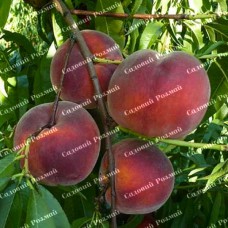 Саджанці персика «Роял Глорі» - 1-річний