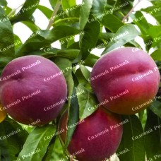 Саджанці персика «Роял Лі» - 1-річний